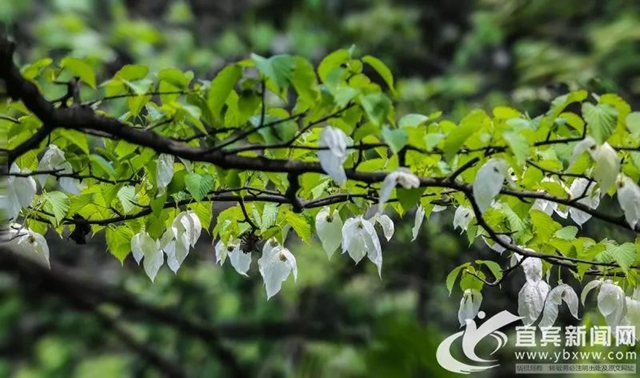 不要門票！宜賓這個(gè)地方2萬(wàn)多株“鴿子花”開了！(圖1)