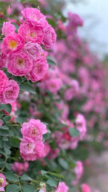 江陽薔薇開了！來一套田園寫真集不香嗎？