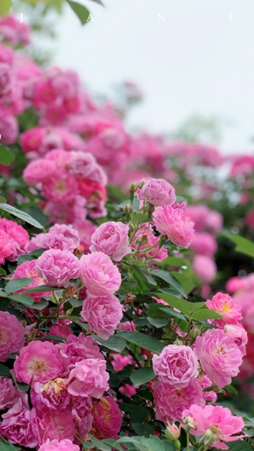 江陽(yáng)薔薇開(kāi)了！來(lái)一套田園寫(xiě)真集不香嗎？(圖3)