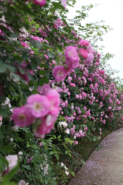 江陽(yáng)薔薇開(kāi)了！來(lái)一套田園寫(xiě)真集不香嗎？(圖2)