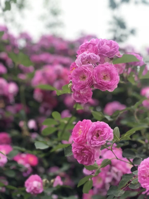 江陽(yáng)薔薇開(kāi)了！來(lái)一套田園寫(xiě)真集不香嗎？(圖7)