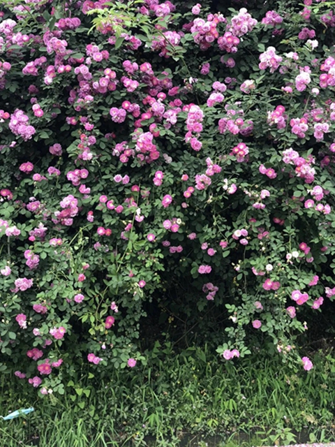 江陽(yáng)薔薇開(kāi)了！來(lái)一套田園寫(xiě)真集不香嗎？(圖5)