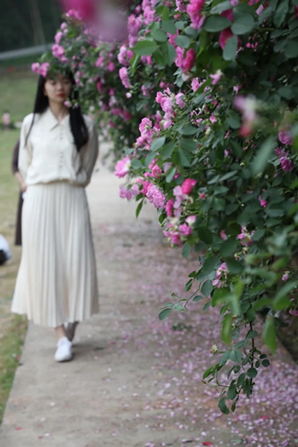 江陽(yáng)薔薇開(kāi)了！來(lái)一套田園寫(xiě)真集不香嗎？(圖8)