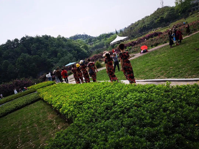 江陽(yáng)薔薇開(kāi)了！來(lái)一套田園寫(xiě)真集不香嗎？(圖17)