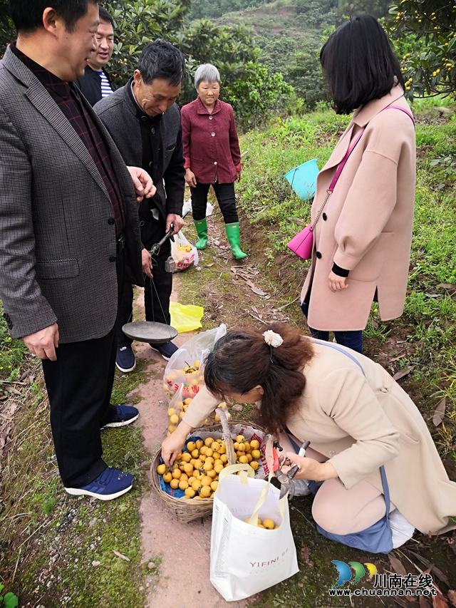 約起來！瀘縣白龍塔村千畝枇杷熟了！(圖19)