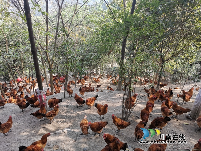 瀘縣白龍塔村：“跑山雞”跑出脫貧致富好錢(qián)景(圖2)