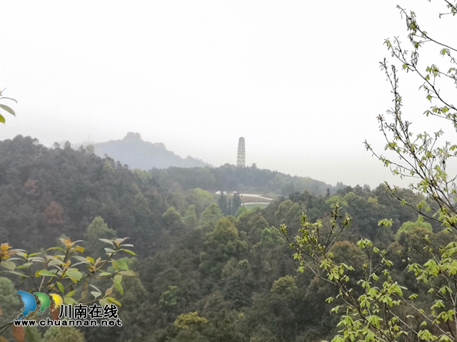 買枇杷、吃“跑山雞"、耍農(nóng)家樂…瀘縣白龍塔村聯(lián)系電話來了！(圖2)