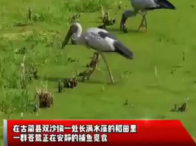 視頻｜雙沙鎮(zhèn)野生蒼鷺捕魚登上人民日?qǐng)?bào)客戶端！