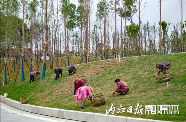 投資15億、占地2400畝！隆昌大手筆打造隆橋驛城市森林公園(圖3)