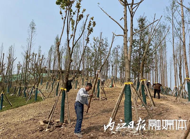 投資15億、占地2400畝！隆昌大手筆打造隆橋驛城市森林公園(圖4)