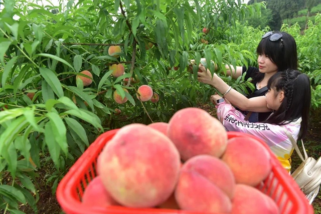 2小時賣出6000斤！內(nèi)江這個小山村來了一群“美女主播”(圖8)