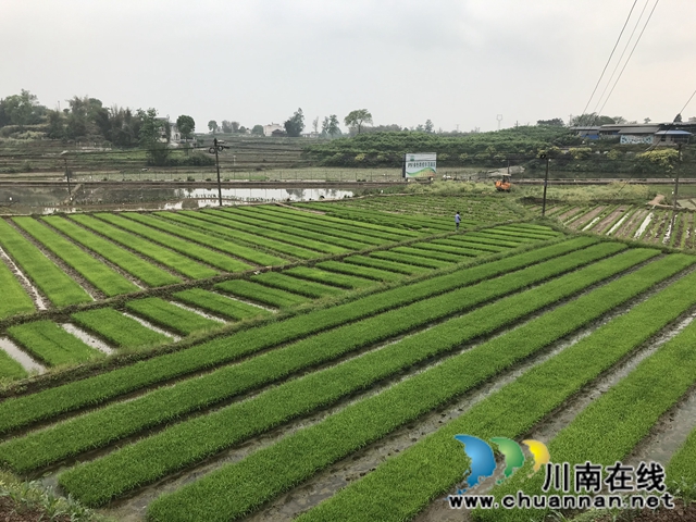 瀘縣：真情揮灑扶貧畫筆  繪出民生美麗畫卷(圖2)