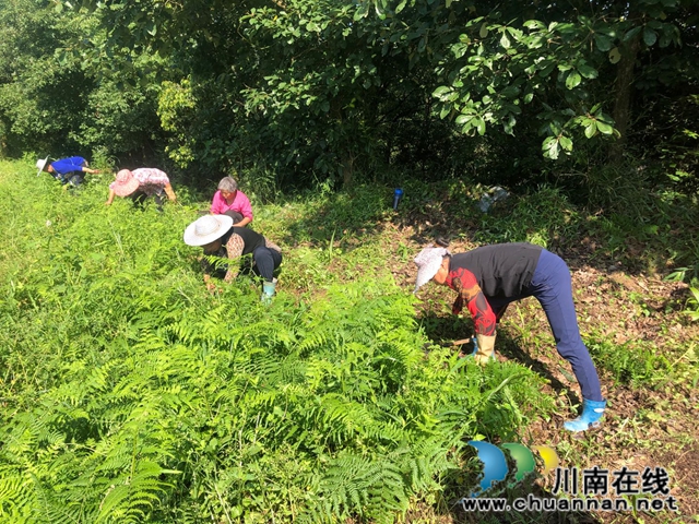 合江梧桐山村陳良濤：回歸梧桐村 栽好“梧桐樹”(圖1)