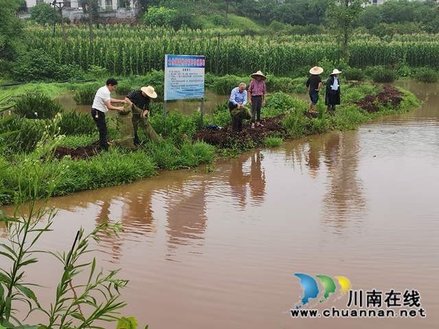 瀘縣太伏鎮(zhèn)：駐村工作隊聚焦產(chǎn)業(yè)  夯實青橋村脫貧根基(圖3)