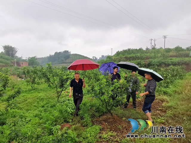 瀘縣太伏鎮(zhèn)：駐村工作隊聚焦產(chǎn)業(yè)  夯實青橋村脫貧根基(圖2)