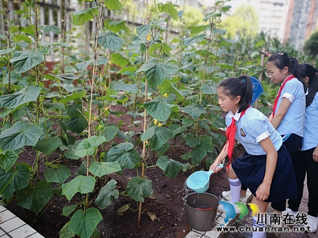 瀘州十八中：“十八方塘”承包到戶了，學(xué)生娃紛紛爭(zhēng)當(dāng)“農(nóng)場(chǎng)主” (圖4)