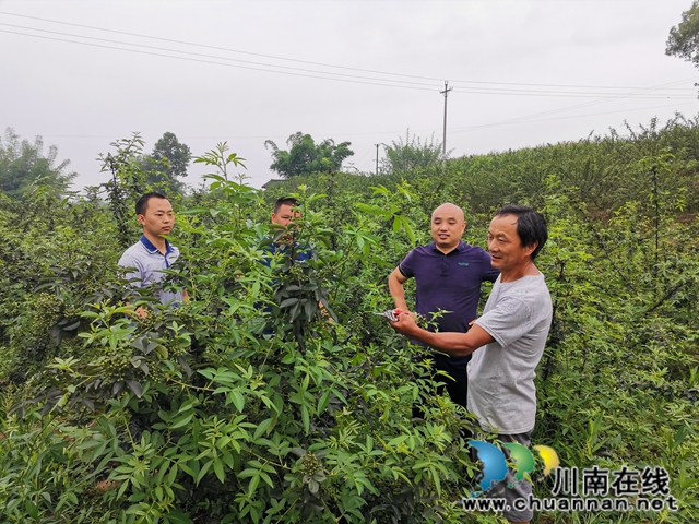 瀘縣方洞鎮(zhèn)：青花椒引領(lǐng)鄒寺村村民脫貧奔康(圖2)