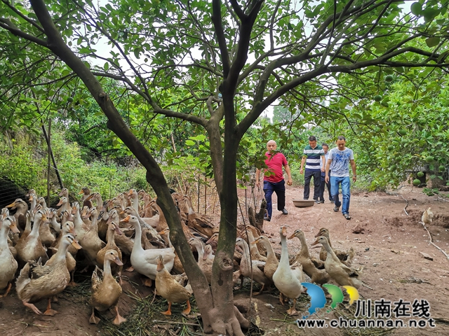 瀘縣方洞鎮(zhèn)：青花椒引領(lǐng)鄒寺村村民脫貧奔康(圖4)