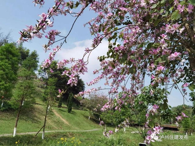 瀘州市植物園申報省級重點公園(圖5)