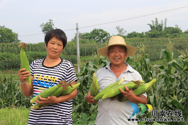 瀘縣云龍鎮(zhèn)：訂單農(nóng)業(yè)讓農(nóng)戶(hù)種地省心有賺頭(圖4)