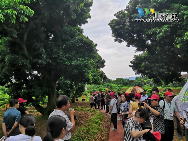 瀘州市文藝創(chuàng)作骨干到合江開展荔枝文藝創(chuàng)作采風(fēng)活動(圖2)