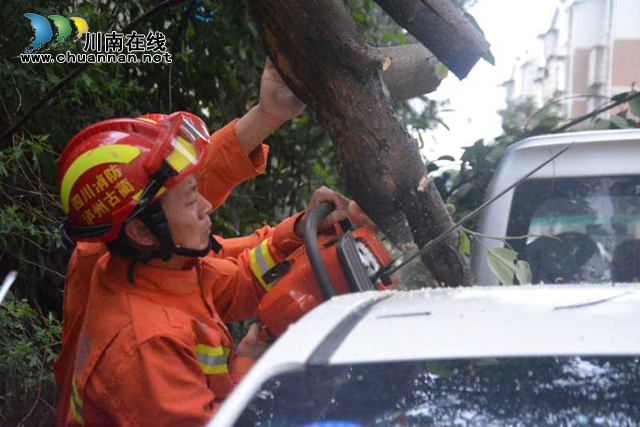 大風刮倒大樹壓車堵路　瀘州消防火速排險(圖3)