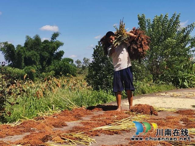 公司+基地+農(nóng)戶 瀘縣潮河鎮(zhèn)定單種植高粱增收(圖1)