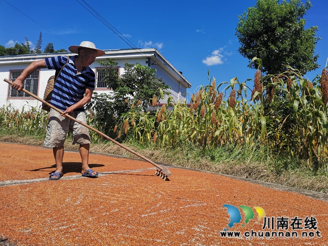 公司+基地+農(nóng)戶 瀘縣潮河鎮(zhèn)定單種植高粱增收(圖2)