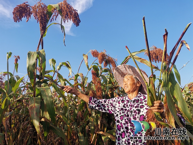 科研+公司+基地+農(nóng)戶 瀘縣潮河鎮(zhèn)定單種植高粱增收(圖3)