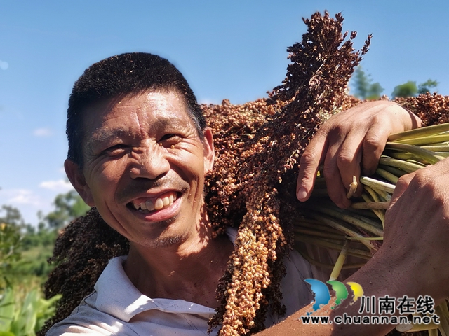 科研+公司+基地+農(nóng)戶 瀘縣潮河鎮(zhèn)定單種植高粱增收(圖4)