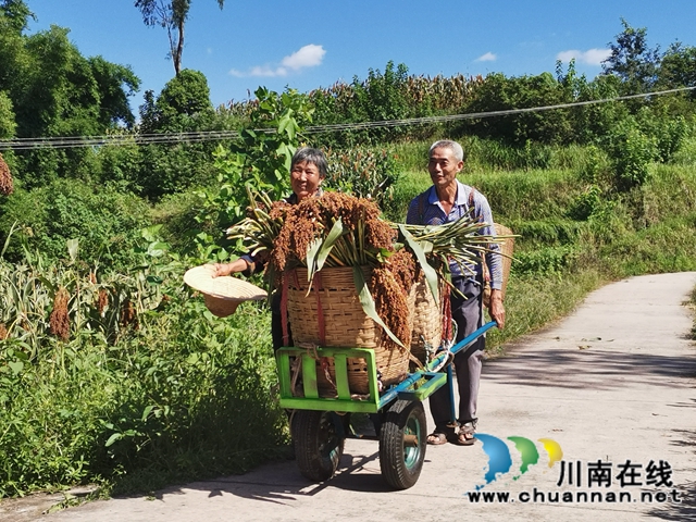 科研+公司+基地+農(nóng)戶 瀘縣潮河鎮(zhèn)定單種植高粱增收(圖6)