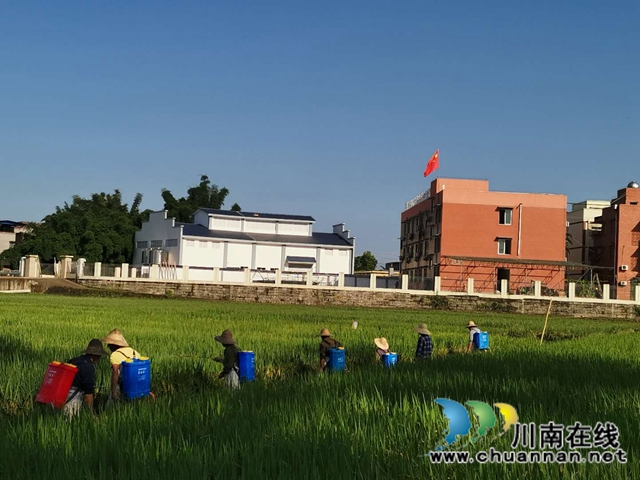 瀘縣玉蟾街道水竹林村：洪水退去，用科技生產(chǎn)自救忙(圖1)