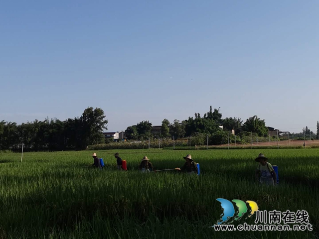 瀘縣玉蟾街道水竹林村：洪水退去，用科技生產(chǎn)自救忙(圖2)