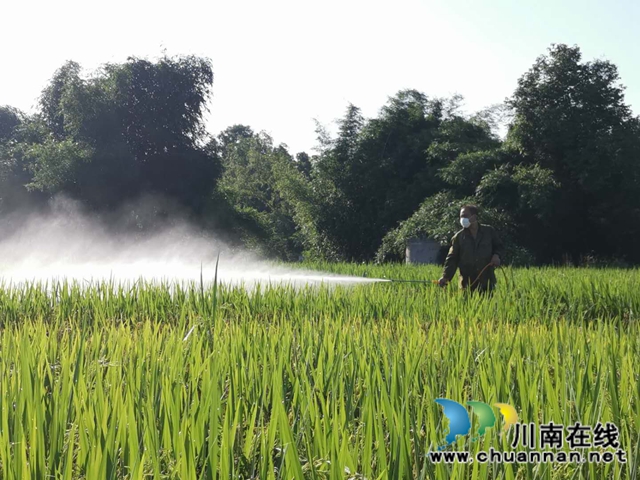 瀘縣玉蟾街道水竹林村：洪水退去，用科技生產(chǎn)自救忙(圖3)