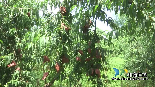 吃貨們注意！合江縣晨曦農(nóng)場(chǎng)晚熟鷹嘴桃脆甜來(lái)襲！(圖5)