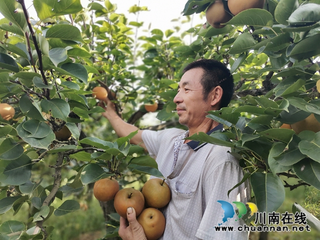 脫貧致富，一路有梨！瀘縣以購(gòu)代扶化解貧困戶(hù)農(nóng)產(chǎn)品滯銷(xiāo)困境 (圖4)