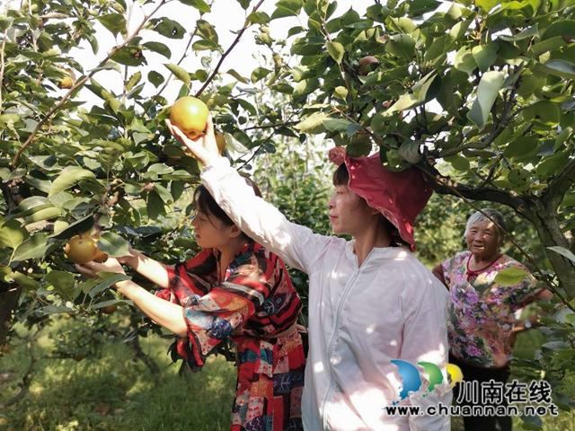 脫貧致富，一路有梨！瀘縣以購(gòu)代扶化解貧困戶(hù)農(nóng)產(chǎn)品滯銷(xiāo)困境 (圖2)