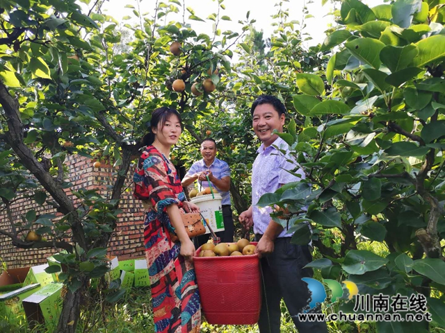 脫貧致富，一路有梨！瀘縣以購(gòu)代扶化解貧困戶(hù)農(nóng)產(chǎn)品滯銷(xiāo)困境 (圖6)