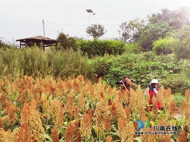 醉美高粱紅！瀘縣喻寺譚壩高粱基地成打卡地(圖2)