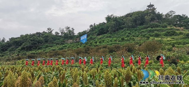 醉美高粱紅！瀘縣喻寺譚壩高粱基地成打卡地(圖3)