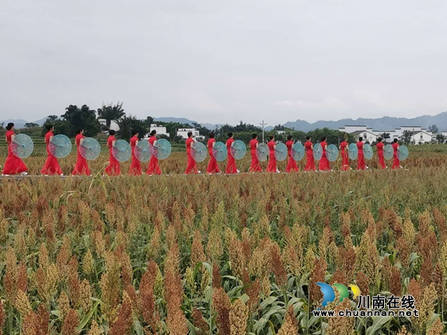 醉美高粱紅！瀘縣喻寺譚壩高粱基地成打卡地(圖4)