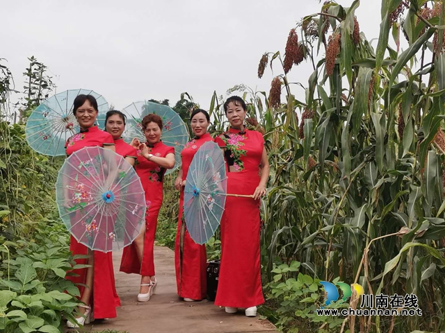 醉美高粱紅！瀘縣喻寺譚壩高粱基地成打卡地(圖1)