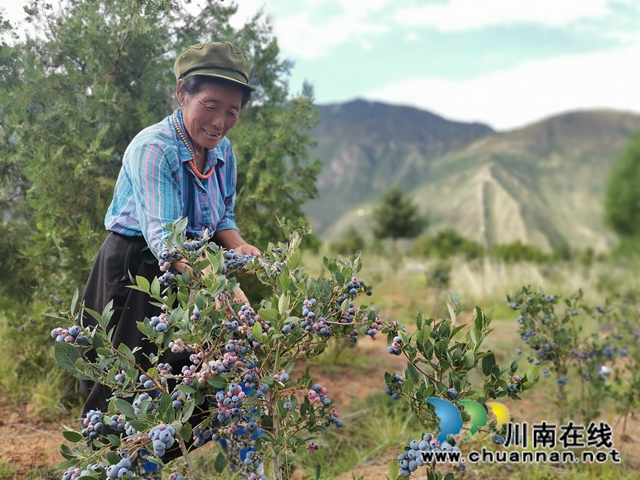 瀘州援助鄉(xiāng)城縣打通脫貧增收的藍(lán)莓通道(圖3)