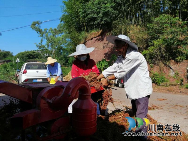 紅高粱+紅辣椒 瀘縣立石鎮(zhèn)東林觀村扶貧產(chǎn)業(yè)園映紅脫貧路(圖5)