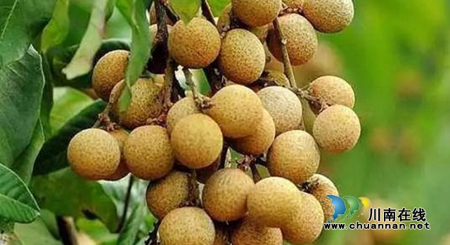 29個(gè)瀘州本地產(chǎn)品入圍全國(guó)扶貧產(chǎn)品公示名單