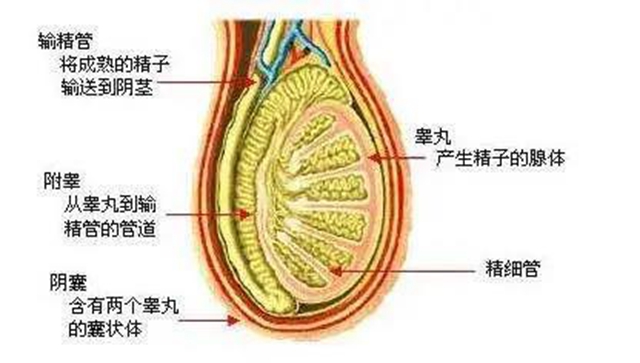 【關(guān)注】一老一少相繼痛失“蛋蛋”，原因竟是……(圖5)