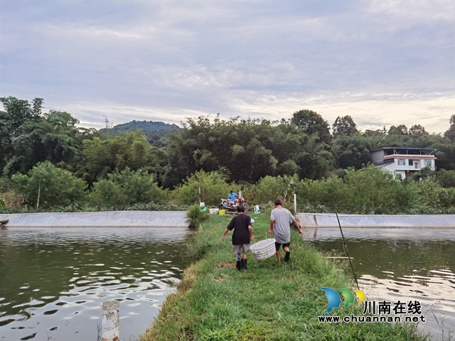 工行瀘州分行產(chǎn)業(yè)扶貧項(xiàng)目  月明村青蝦養(yǎng)殖喜獲豐收(圖3)