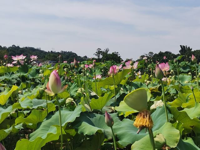 瀘縣太伏鎮(zhèn)林橋村的致富荷花常開不敗(圖2)