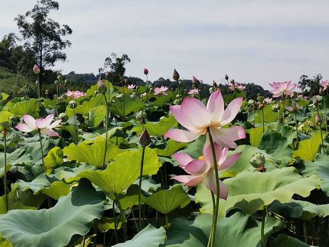 瀘縣太伏鎮(zhèn)林橋村的致富荷花常開不敗(圖3)