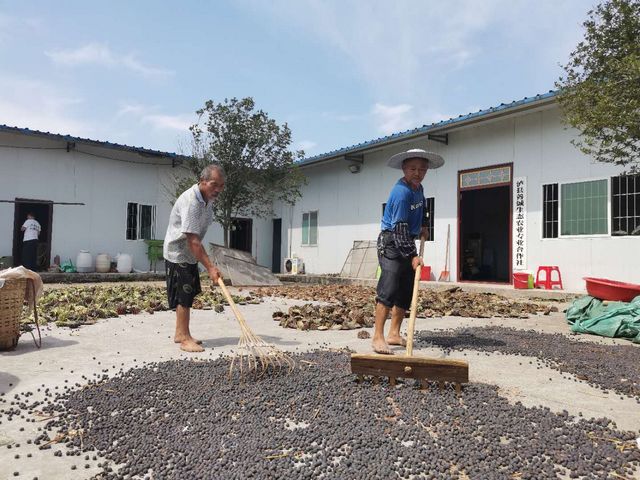 瀘縣太伏鎮(zhèn)林橋村的致富荷花常開不敗(圖5)